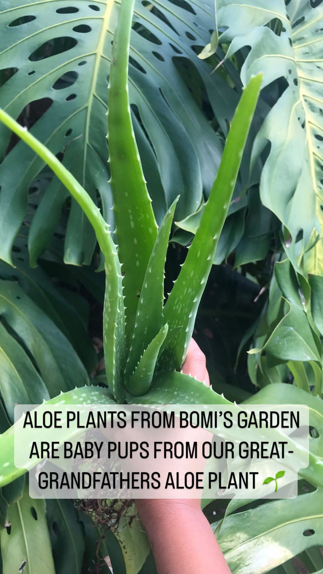 Hawaii Grown Aloe Plant | Bomi's Garden