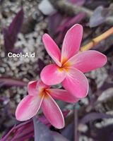 Cool-Aid Plumeria | Bomi's Garden