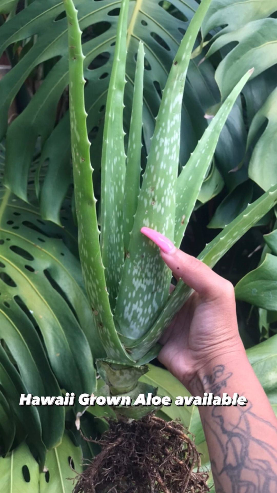calmaloe aloe vera sun lotion Body Lotion 80% Aloe Vera | Moisturizes the skin