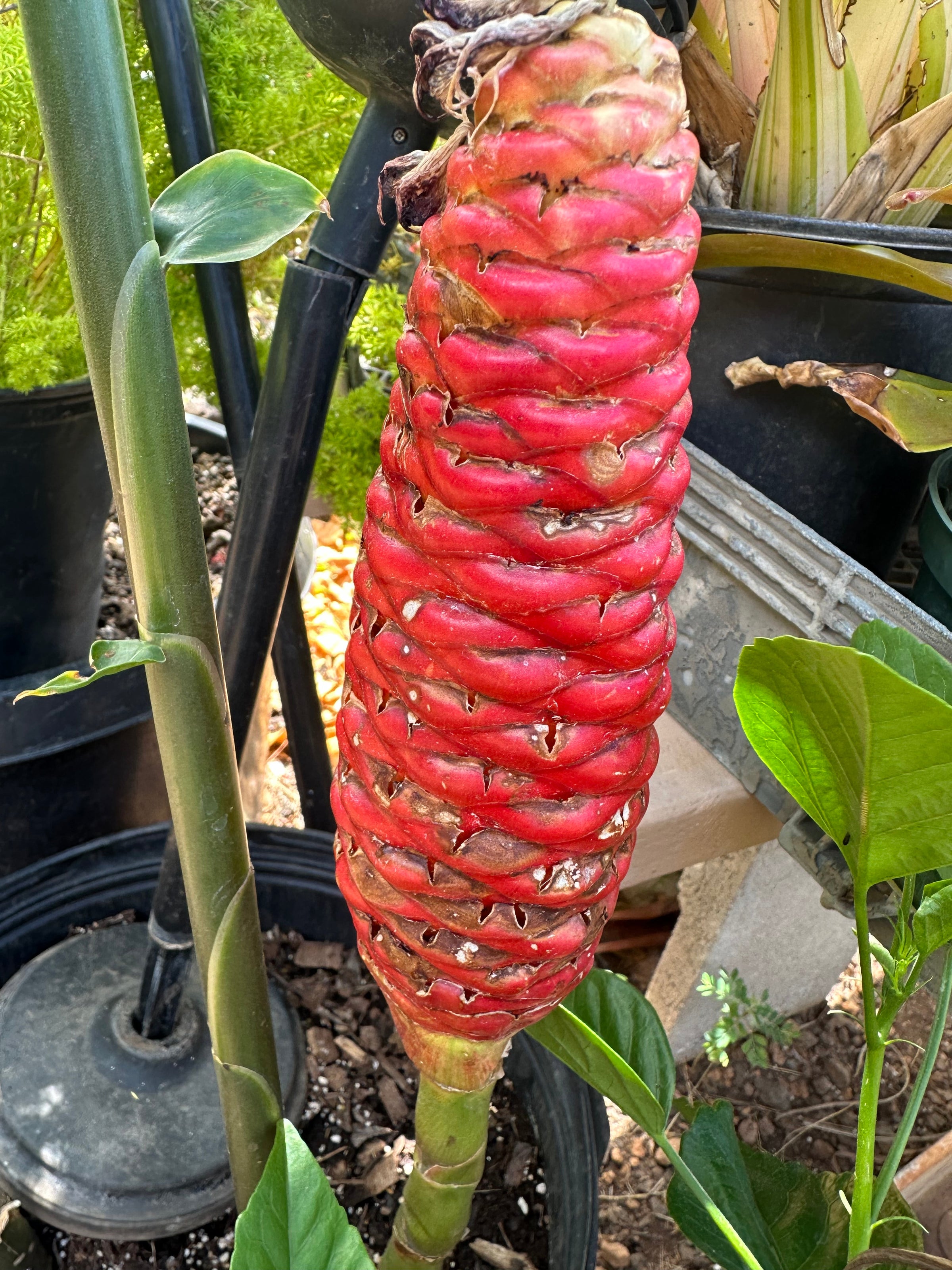 Hawaiian Shampoo Ginger (Awapuhi) | Bomi's Garden
