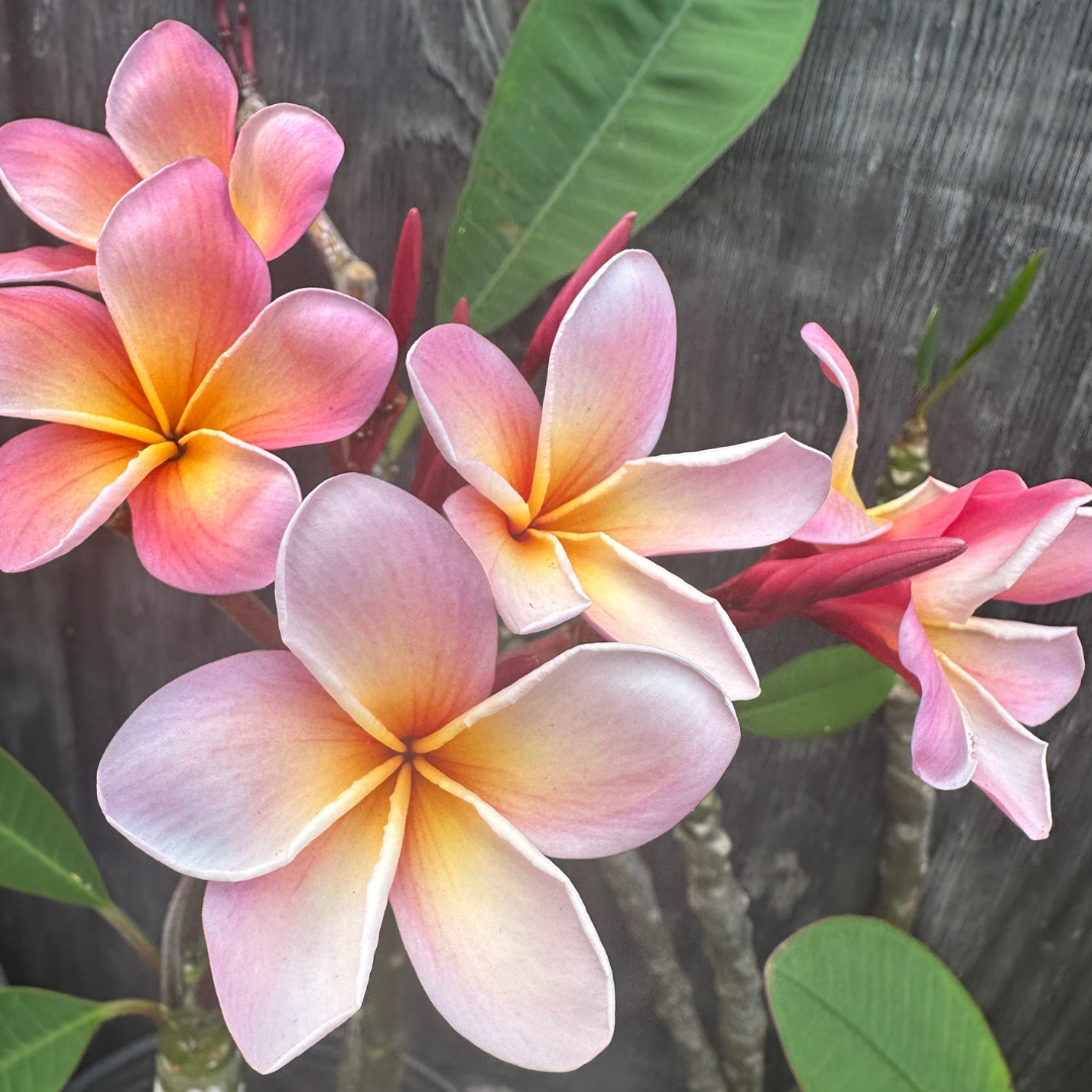 Plumeria　給水器80ml10個　120ml5個150ml5個 JL Hawaiian Coral Plumeria (ROOTED) | Bomi's Garden