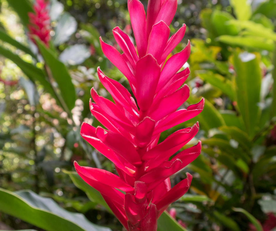 Hawaiian Red Ginger | Bomi's Garden