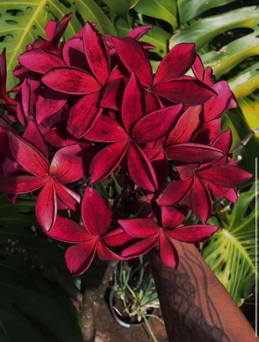 プルメリア Hilo Beauty hilo-beauty-plumeria-cutting.jpg