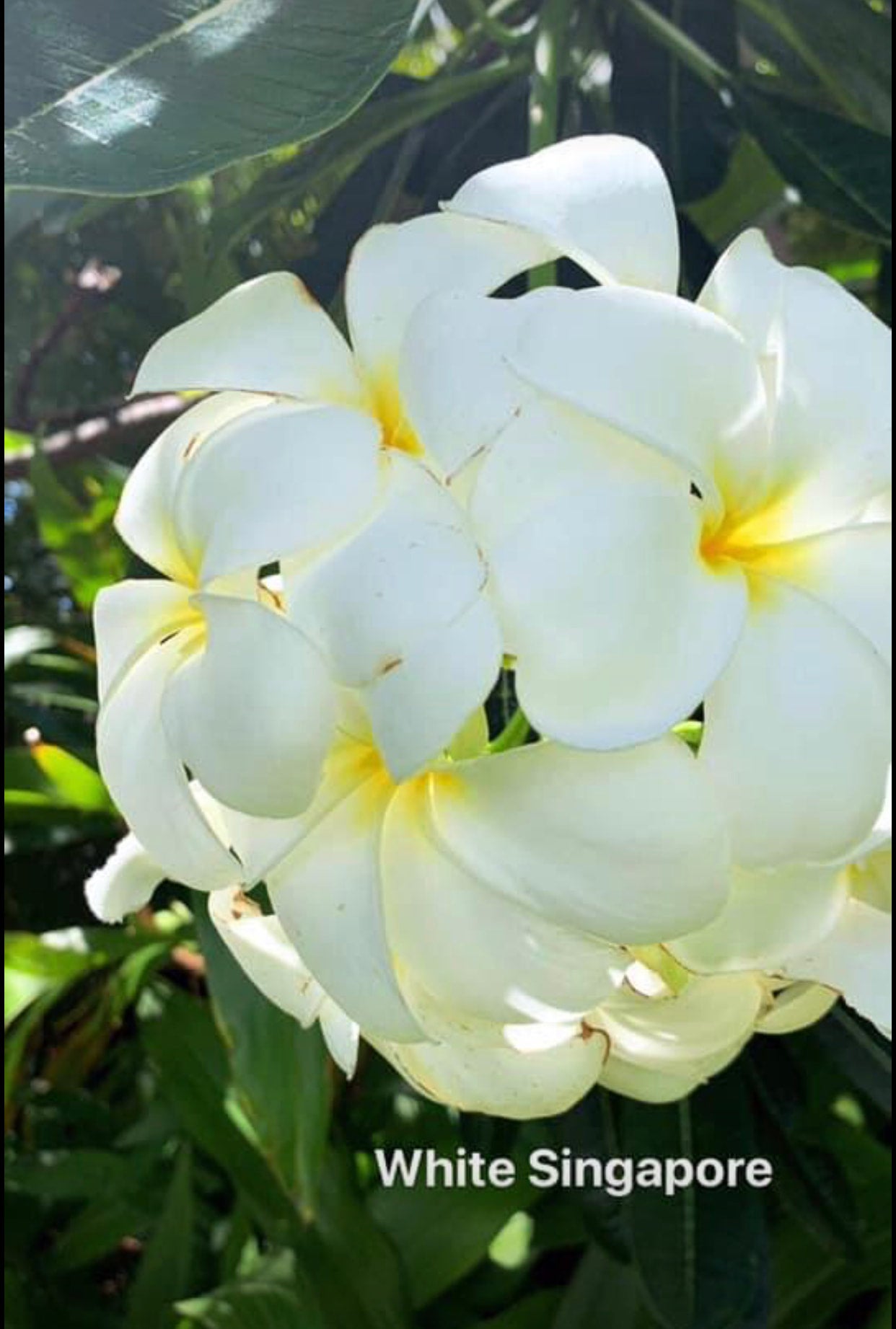 プルメリア Hilo Beauty Plumeria Cutting Hilo Beauty (Best Deal) - Upland Nursery