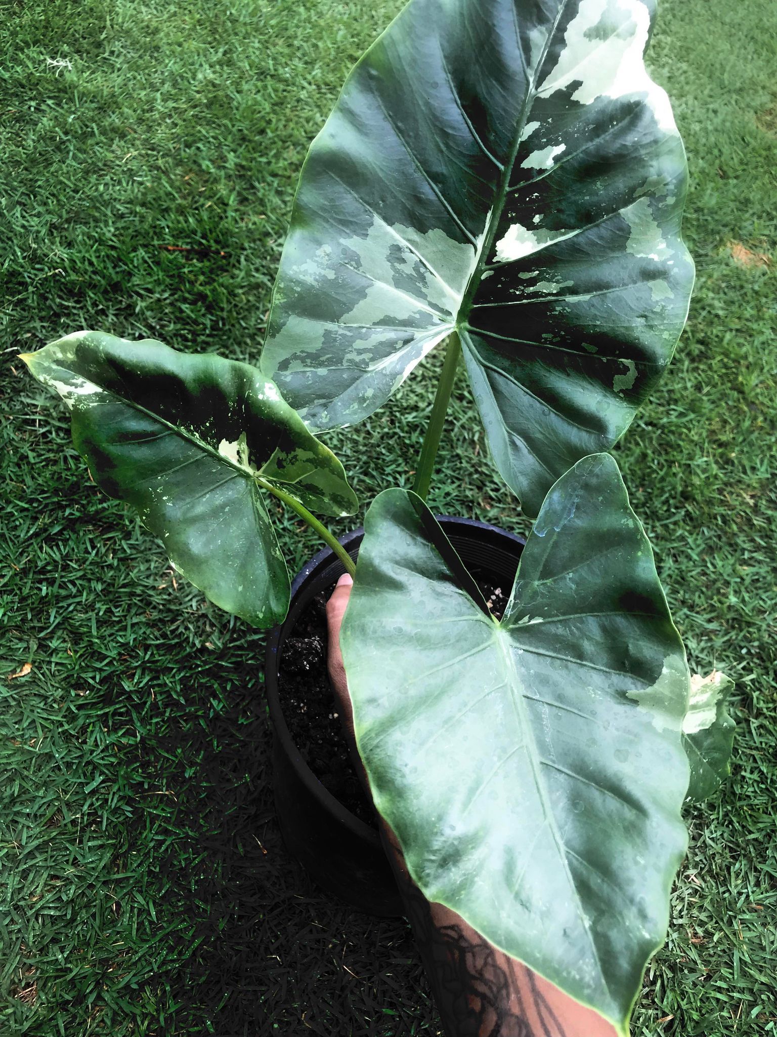 Variegated Elephant Ear (Alocasia Macrorrhiza Variegata) | Bomi's Garden