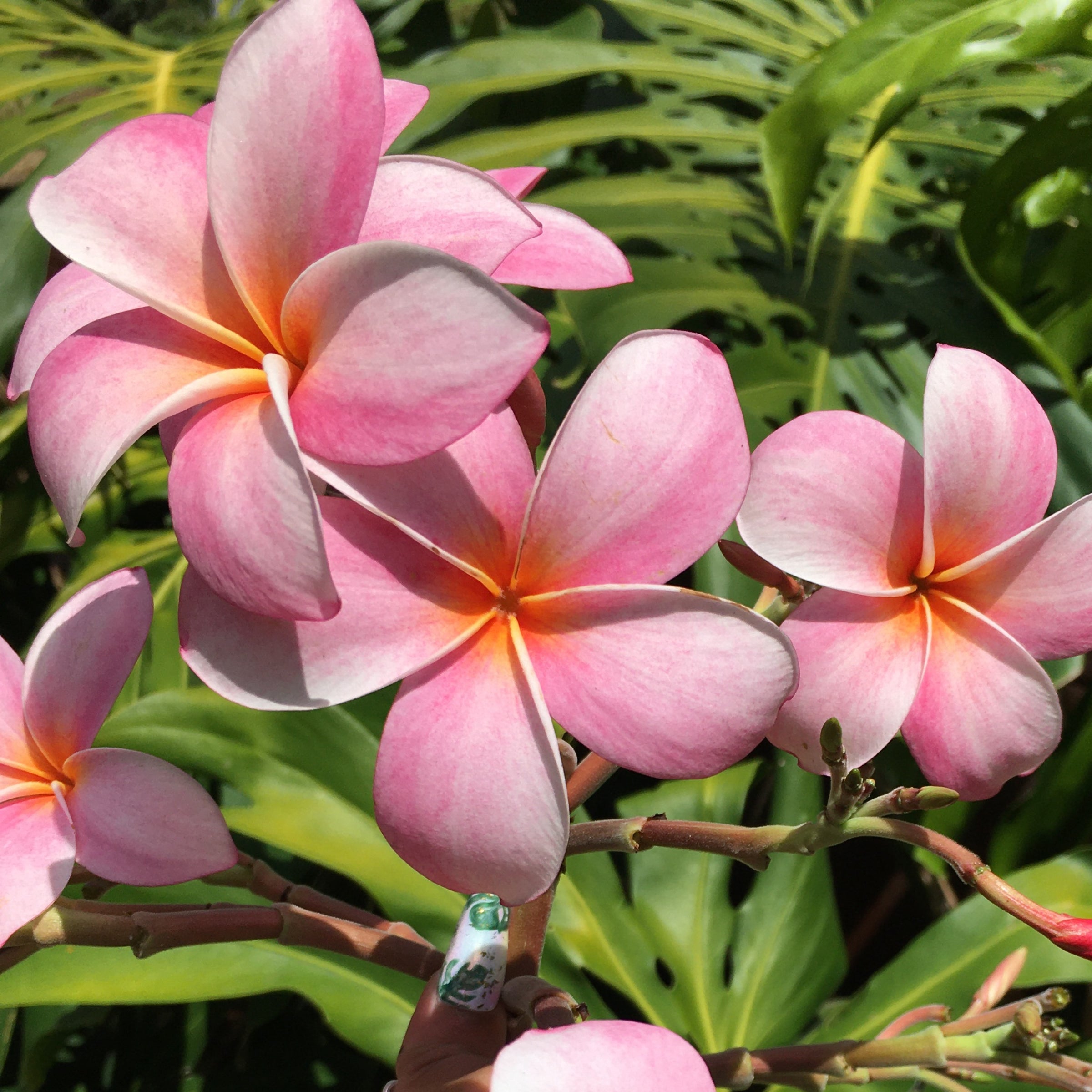 プルメリア Hilo Beauty Hilo_Beauty_2124__32490.