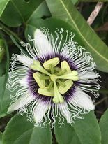プルメリア Lilikoi Hawaii産 Amazon.com : Passion Fruit Lilikoi Seeds Hawaiian 1 Package