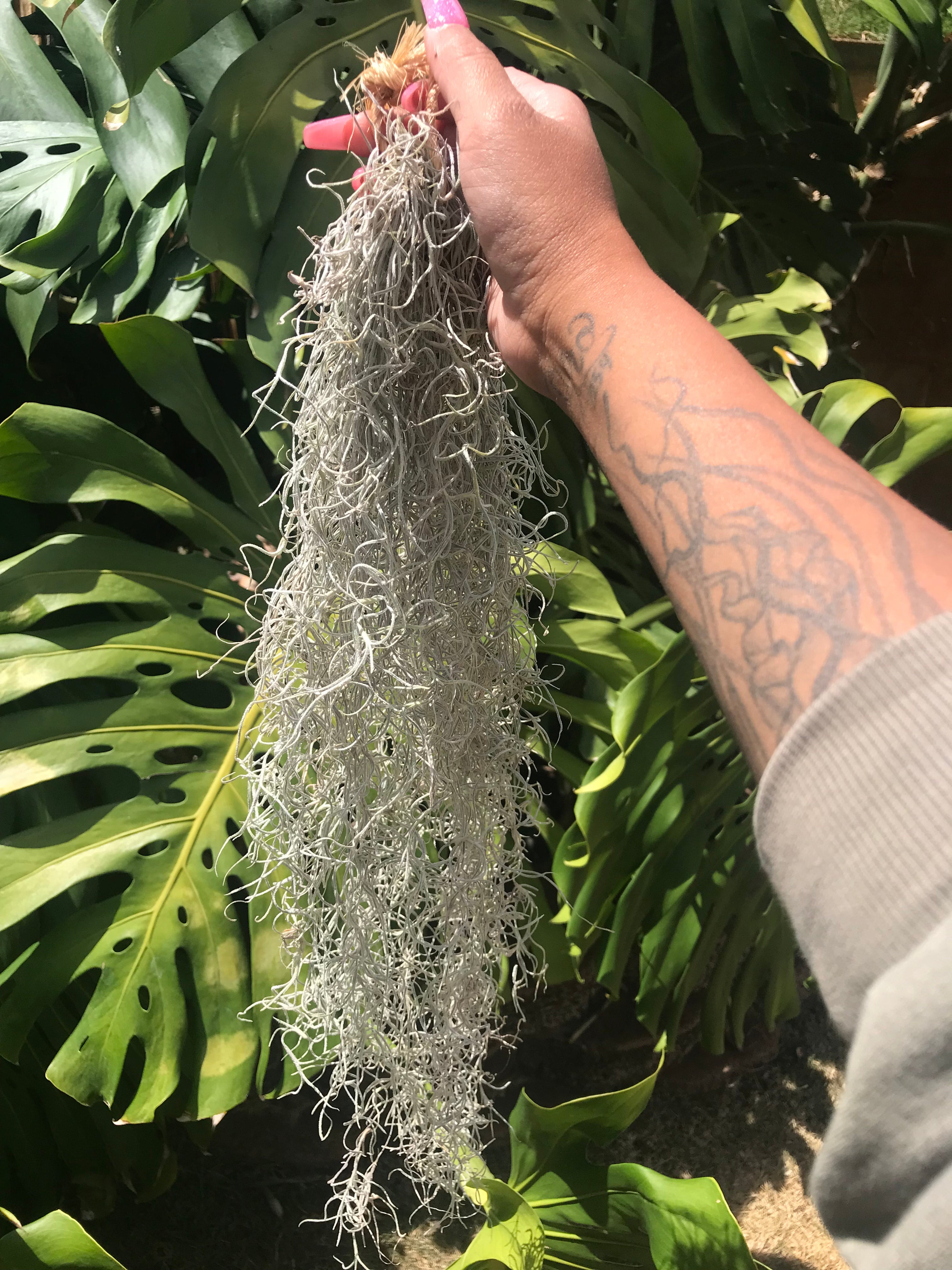 spanish moss tattooTikTok Search